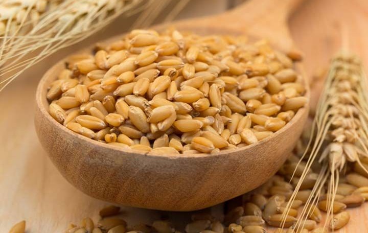 Barley 1