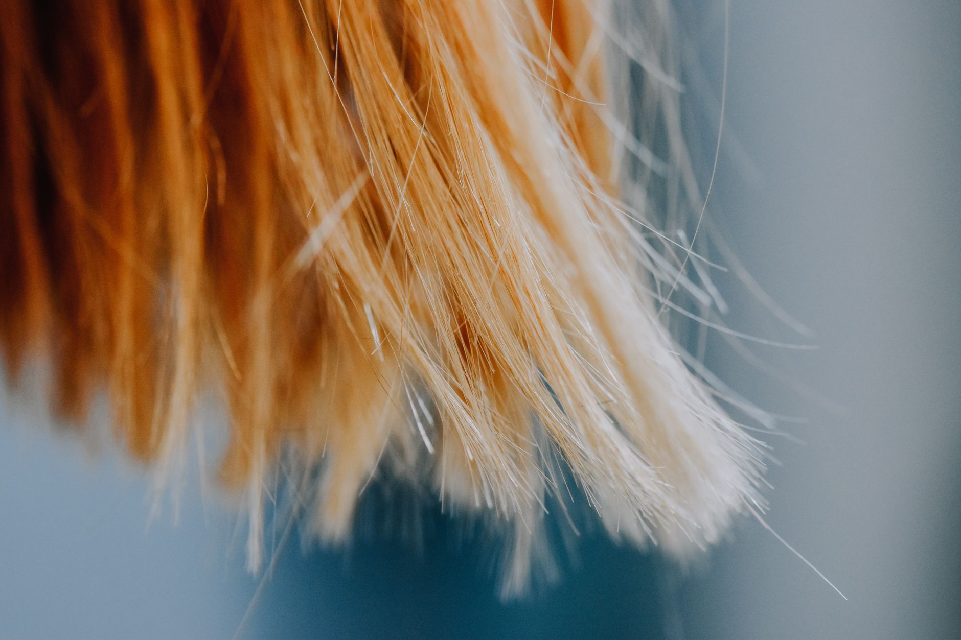 Close-up of springy dark curls showing individual strands and natural curl pattern